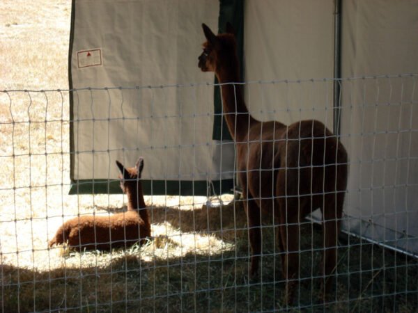 livestock shelter