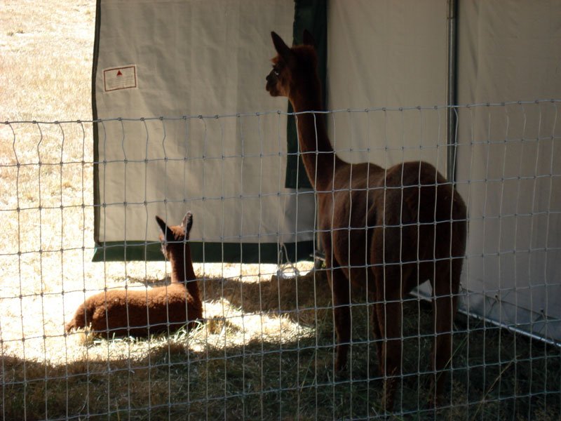 livestock shelter