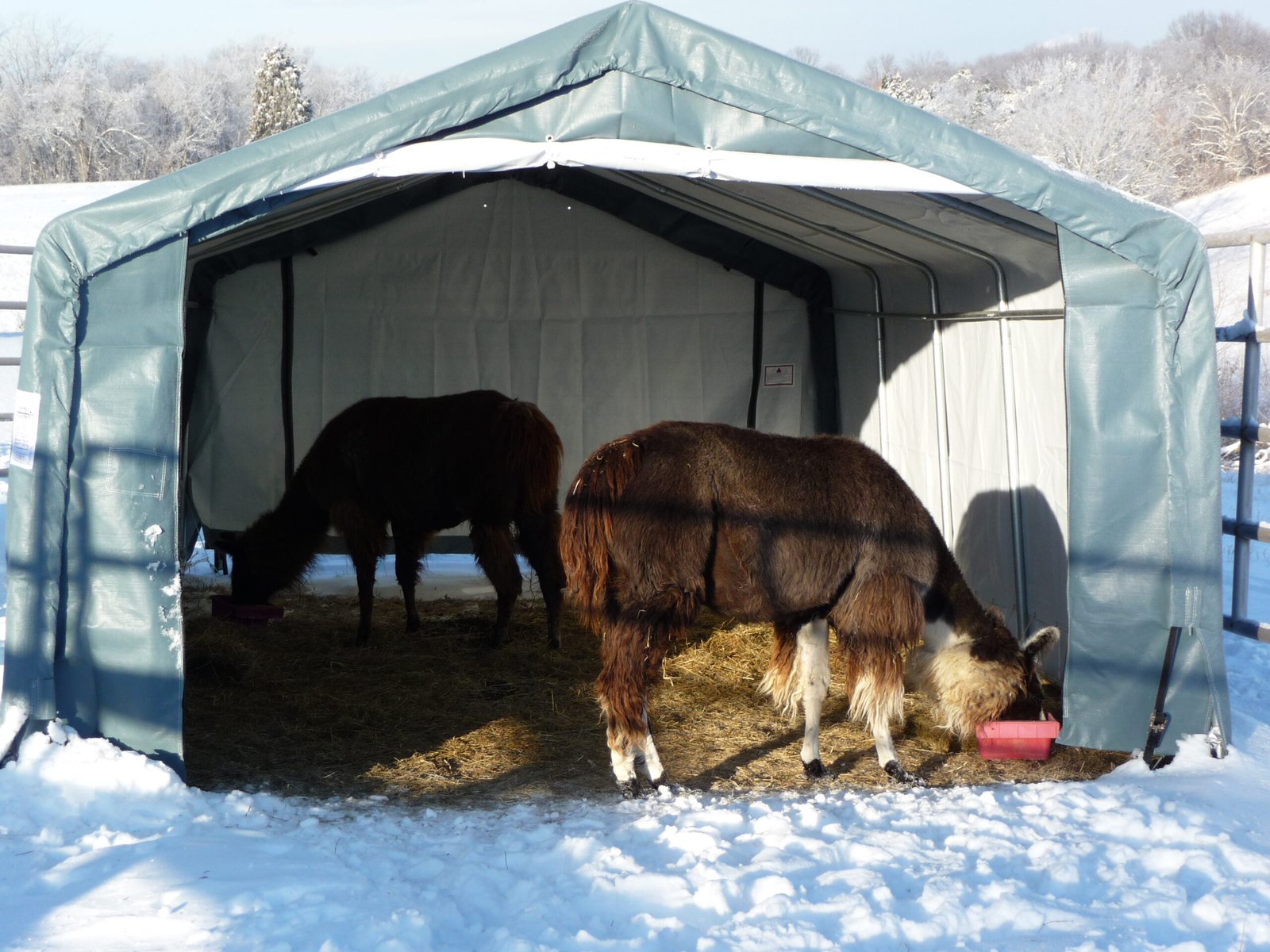 Livestock shelters lama run in