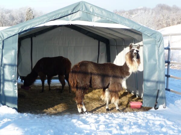 Livestock shelters lama run in
