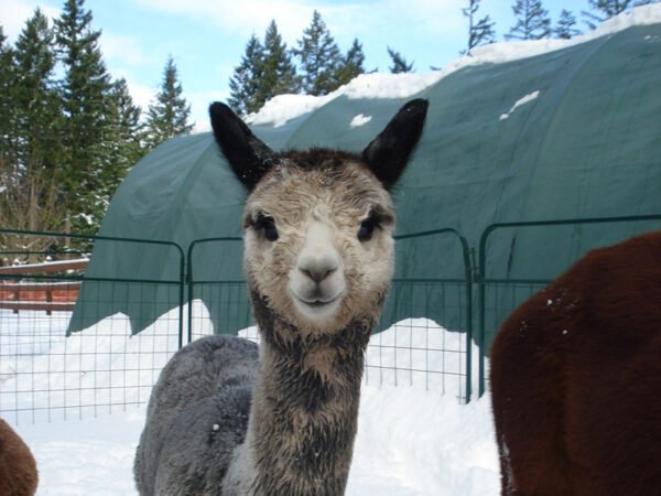 Livestock shelters lama