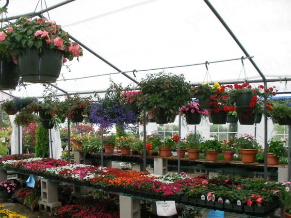 garden party canopy